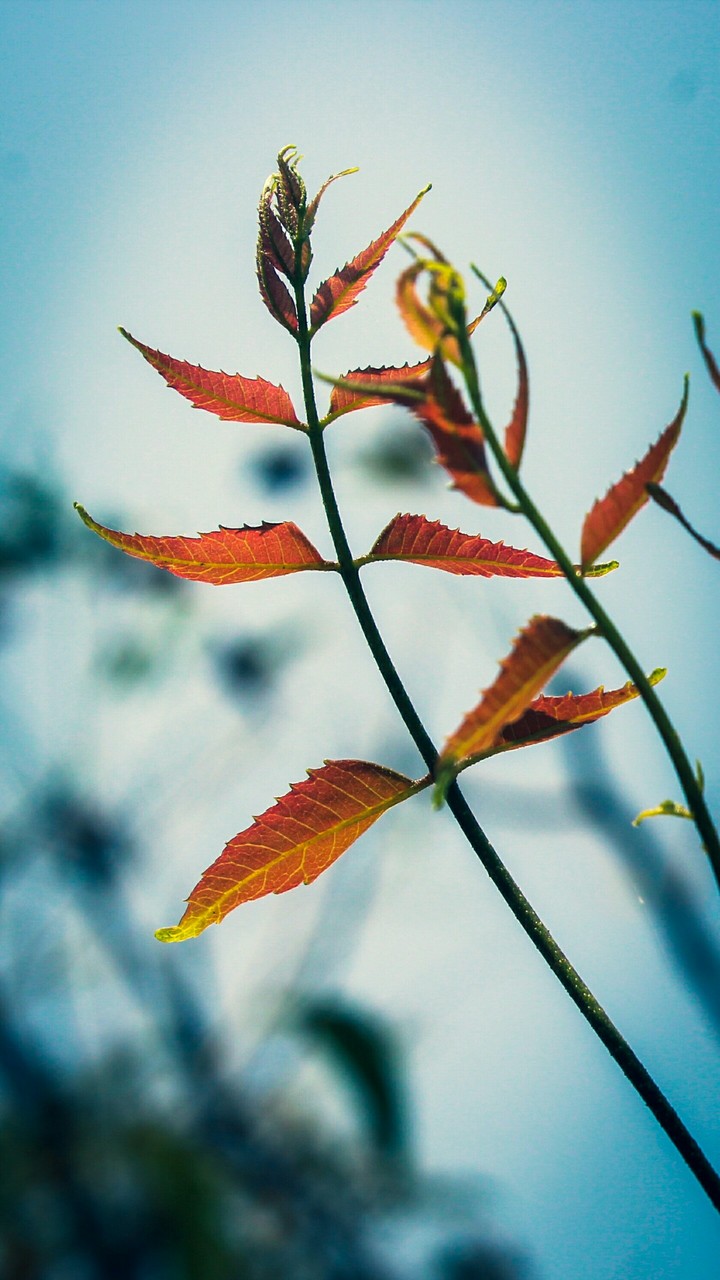 Neem leaves