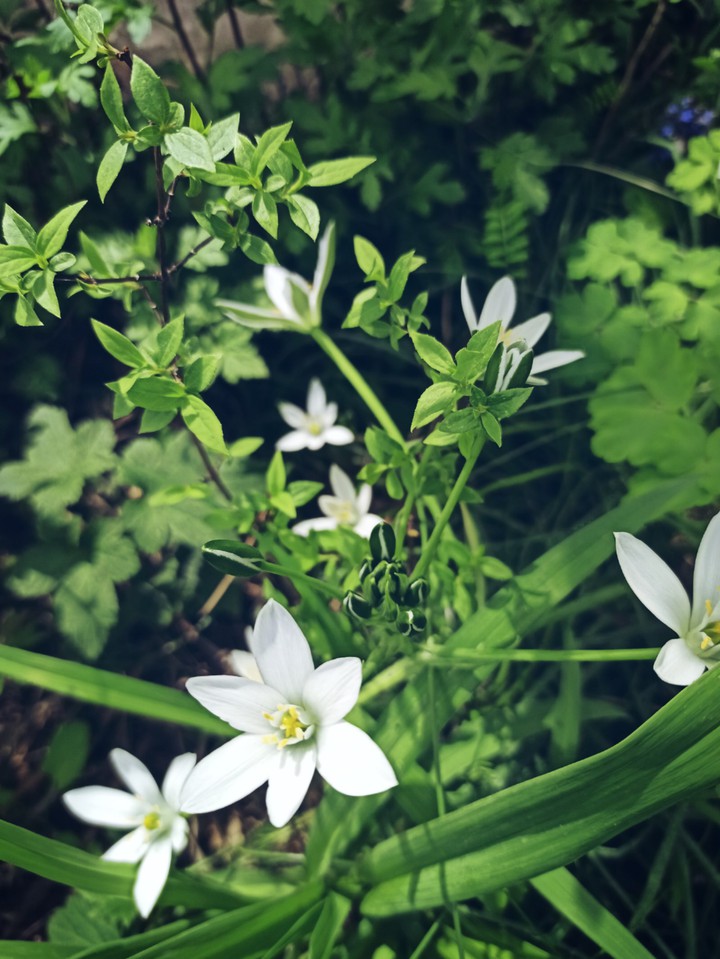 flowers