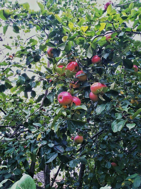 apple