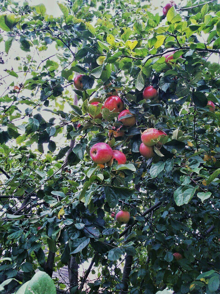 apple