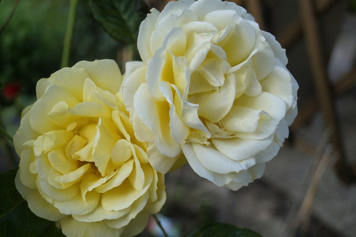 Yellow roses