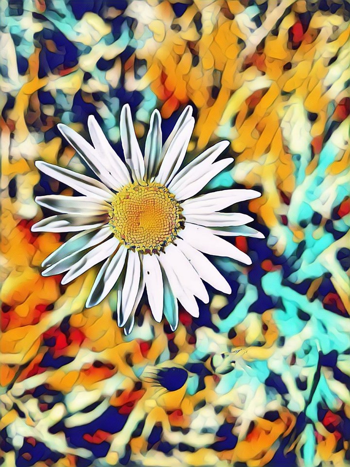 wild flower color
