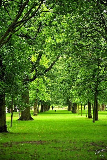 Forest
