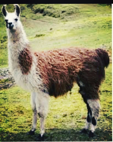 тапети Livestock, vicuña