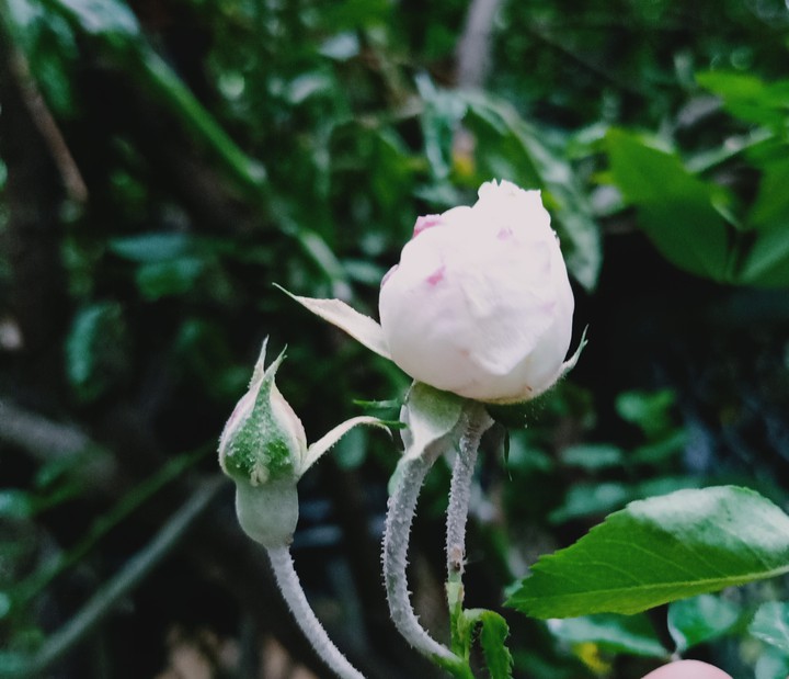 Blossom