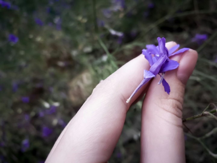 flowers in the garden