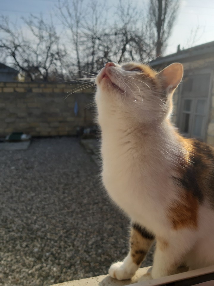 Sweety cat
