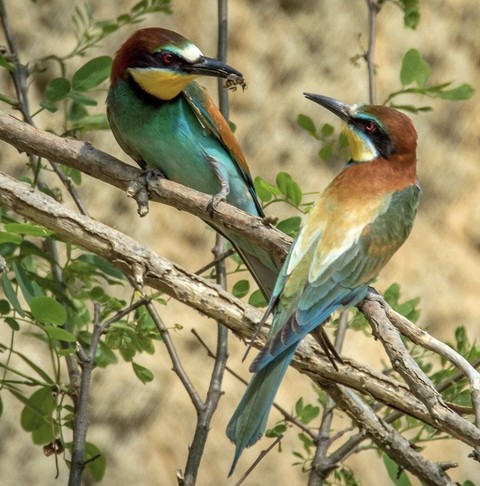 bird, 野生動物桌布