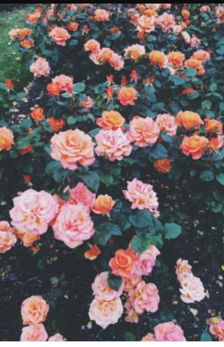 Roses