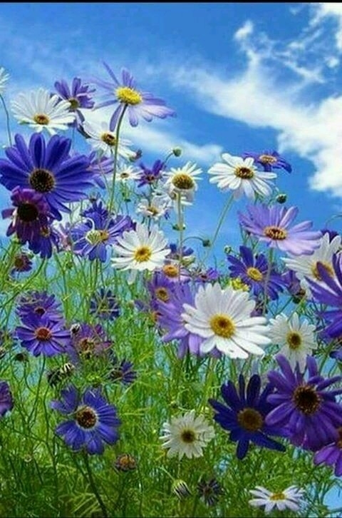 flores do campo