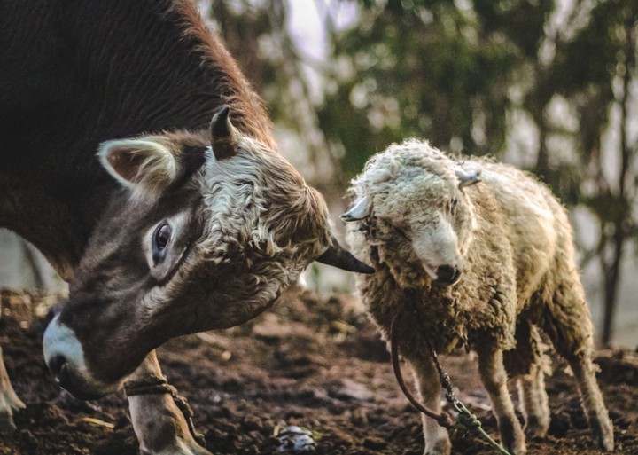 oveja vs toro