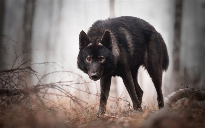 wolf