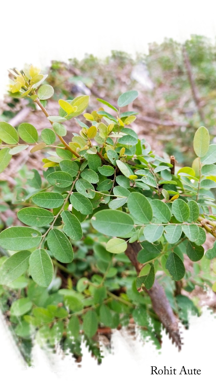 leaves