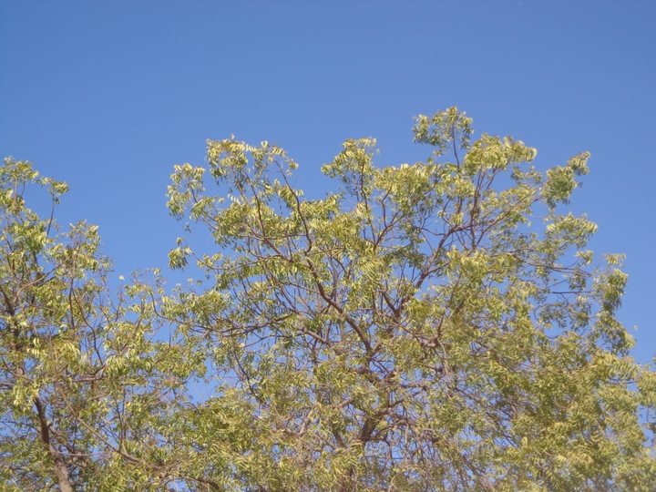 tree sky