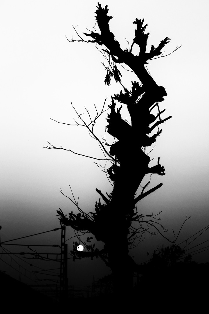 tree