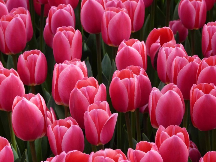 tulip