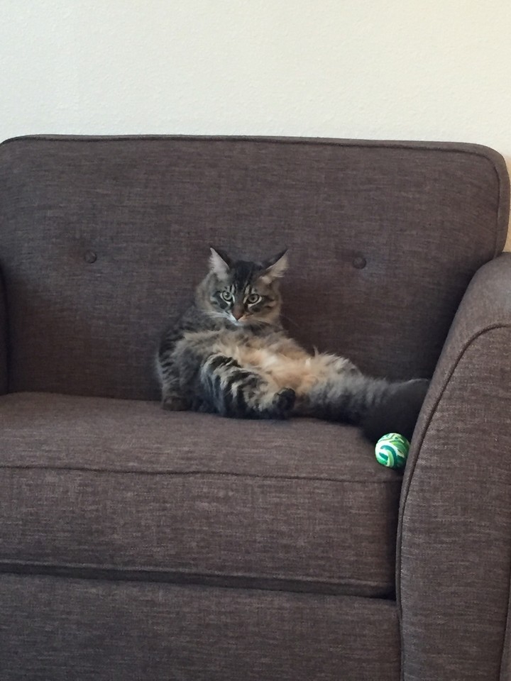 Skipper is turning into a human