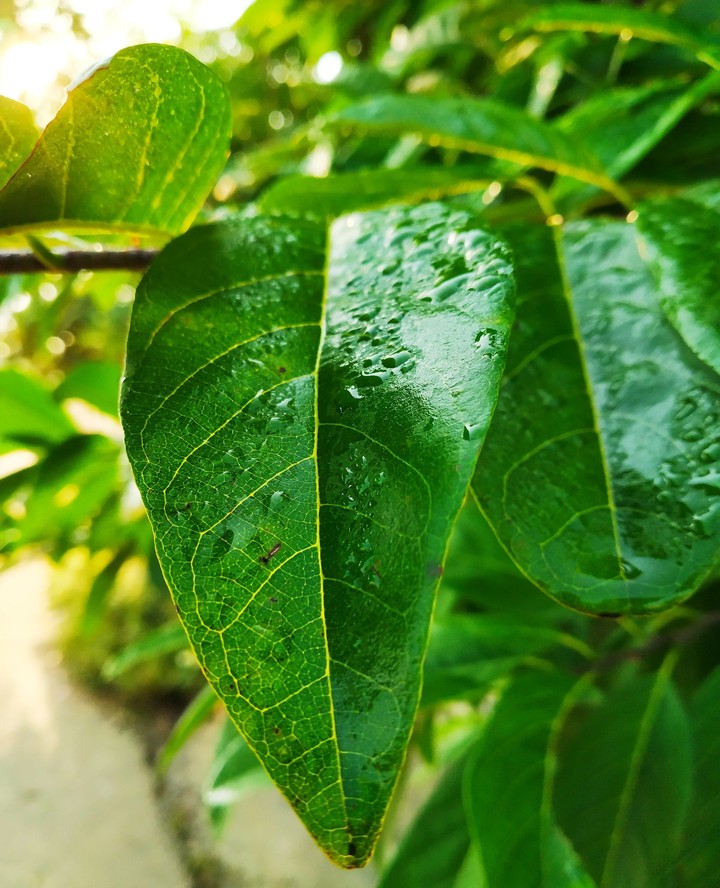 Tree Leaves
