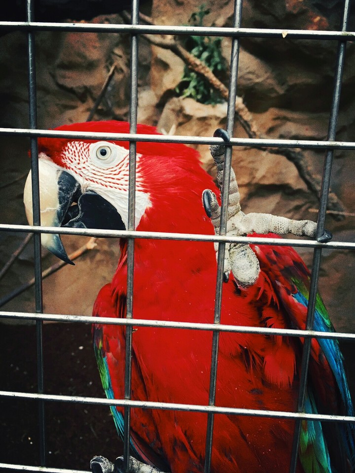 Red Parrot in a Cage