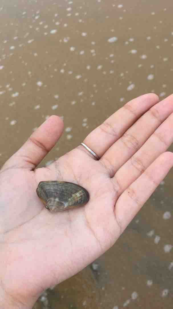 seashells