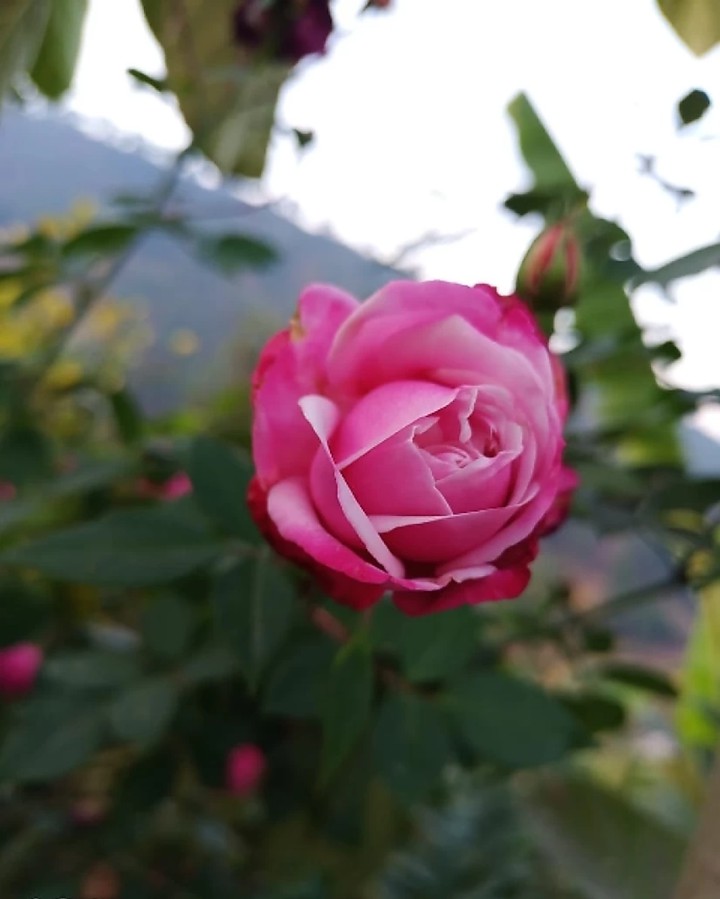 beautiful rose ?