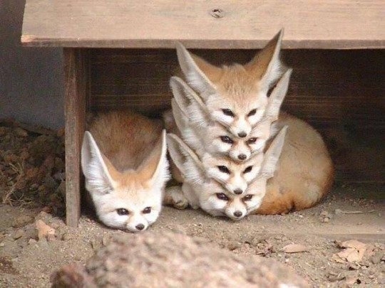 cutee animals together