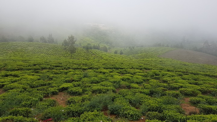 Tea estate