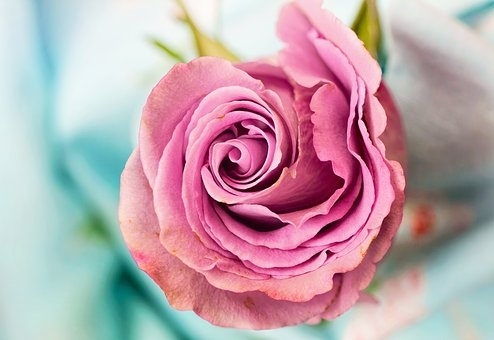 pink ?