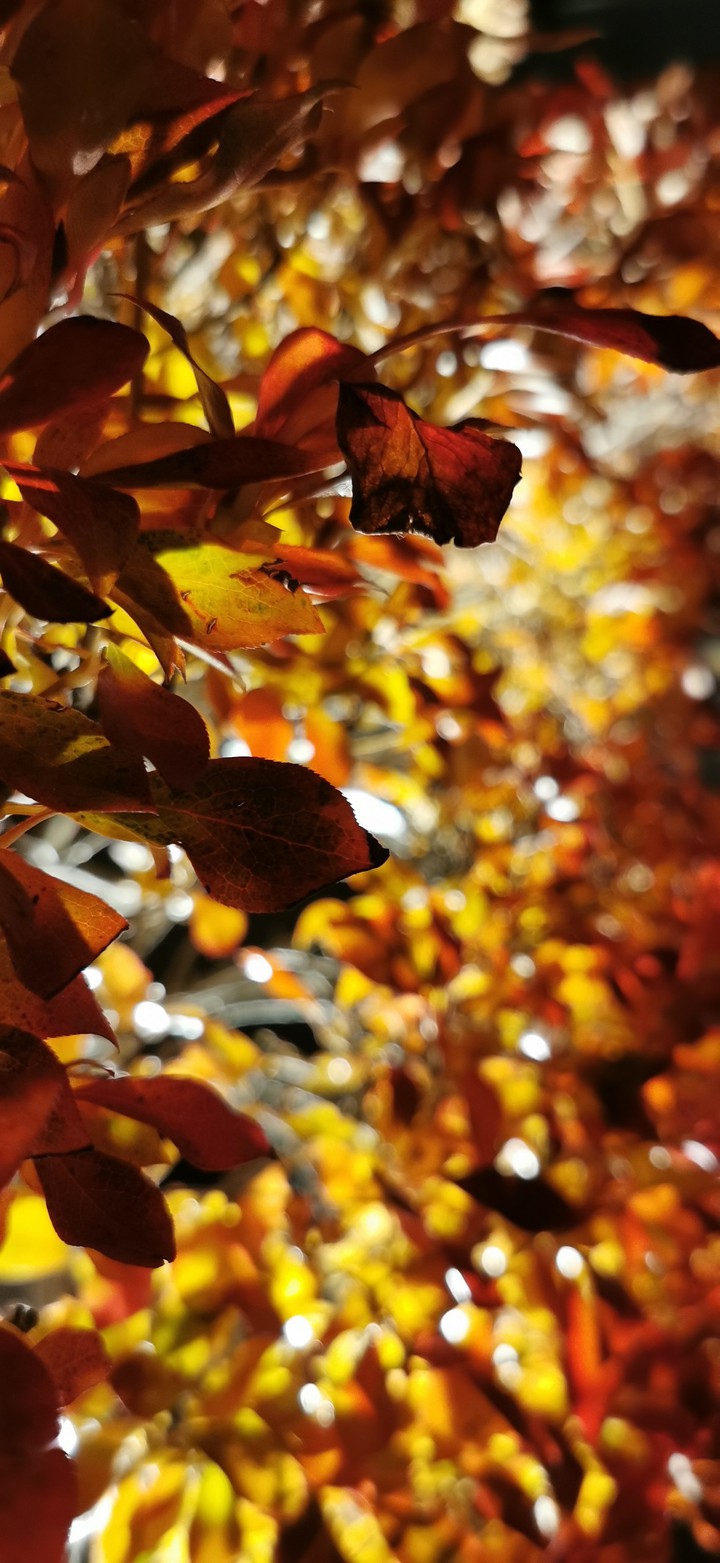 autum