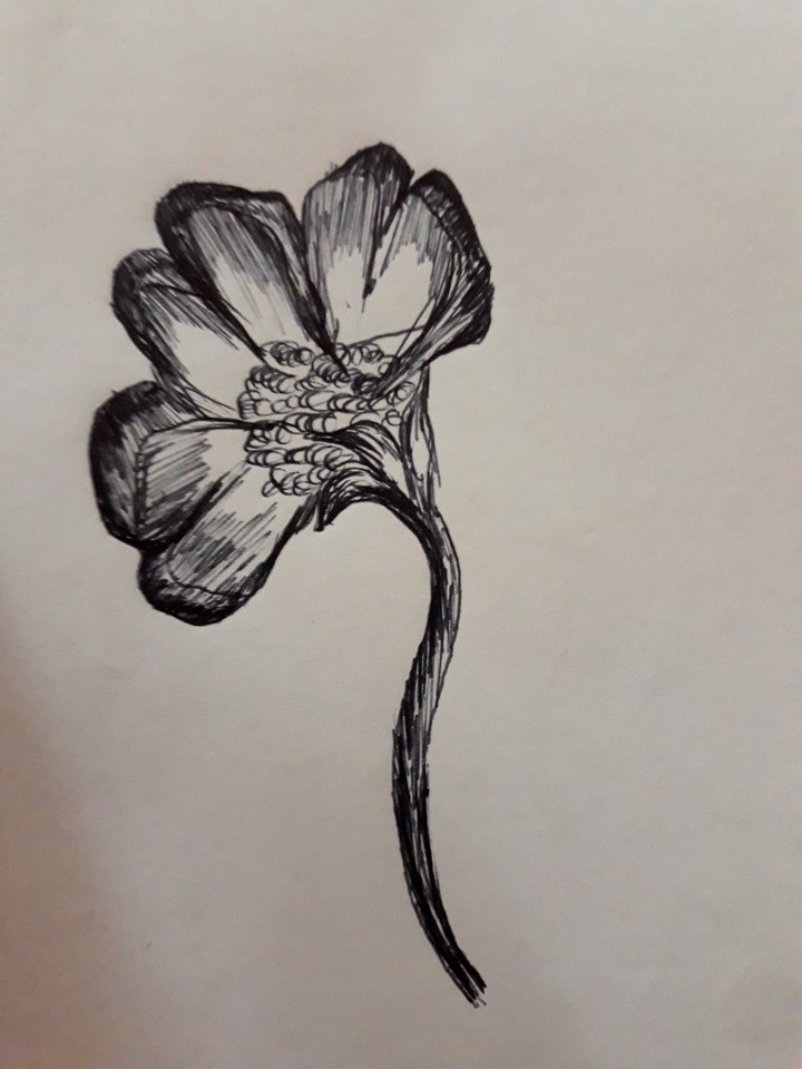 sketch