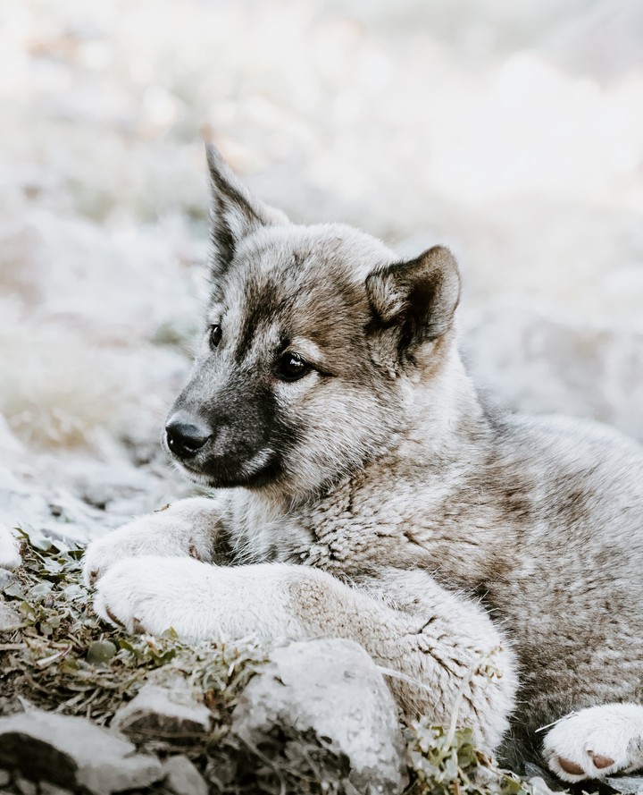 Doggo