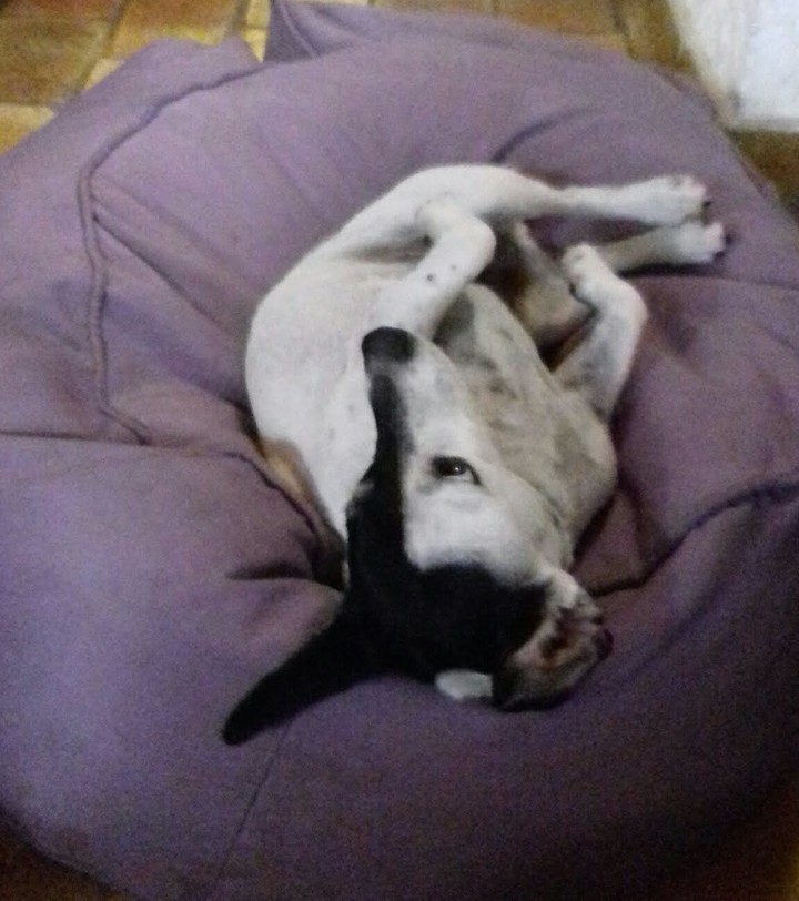 chien