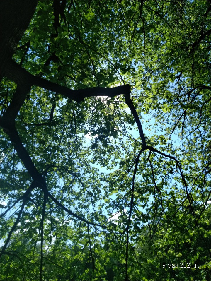 forest