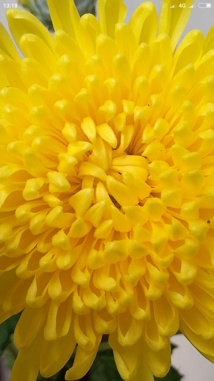 Aster