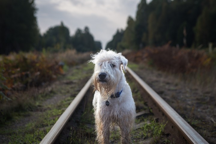 dog