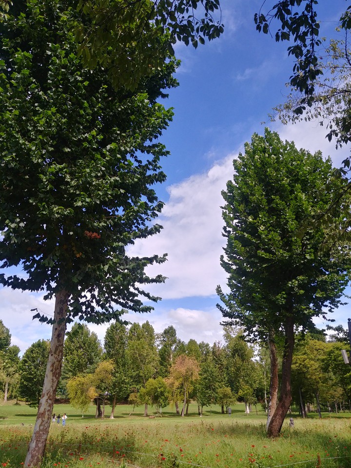 sky and trees