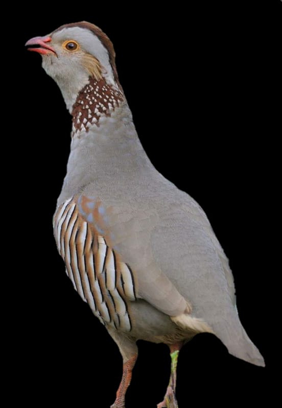 Morocco Partridge  ?️