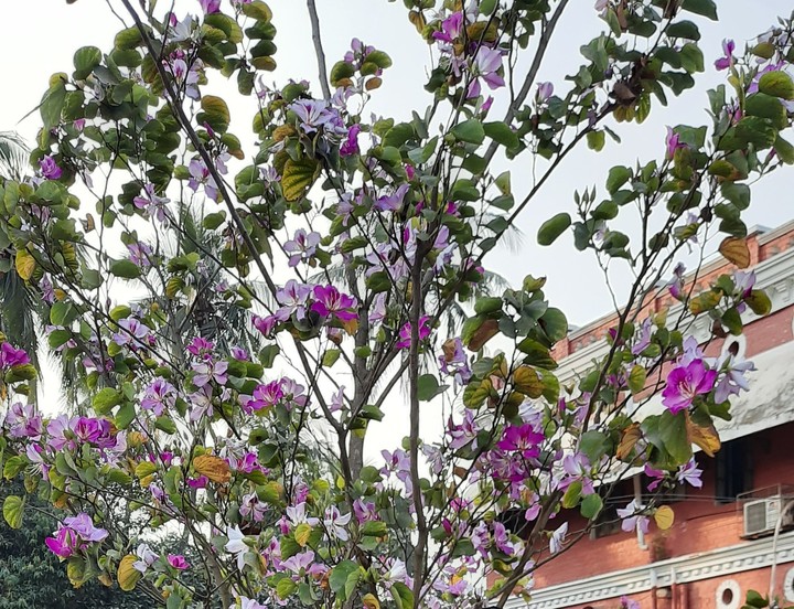 purple flowers