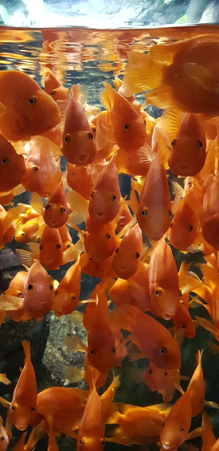 물고기