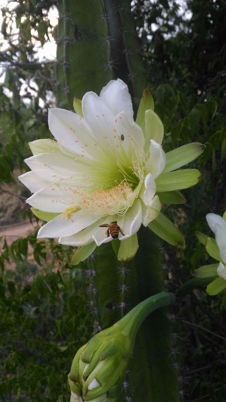 flower