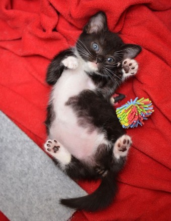 Cute cat