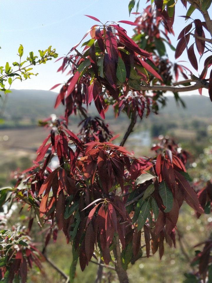 New grown Mango Leaves