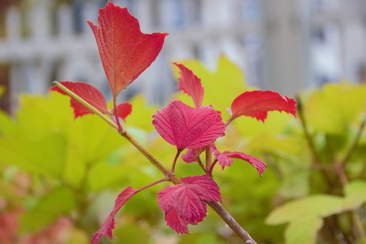 Maple leaves