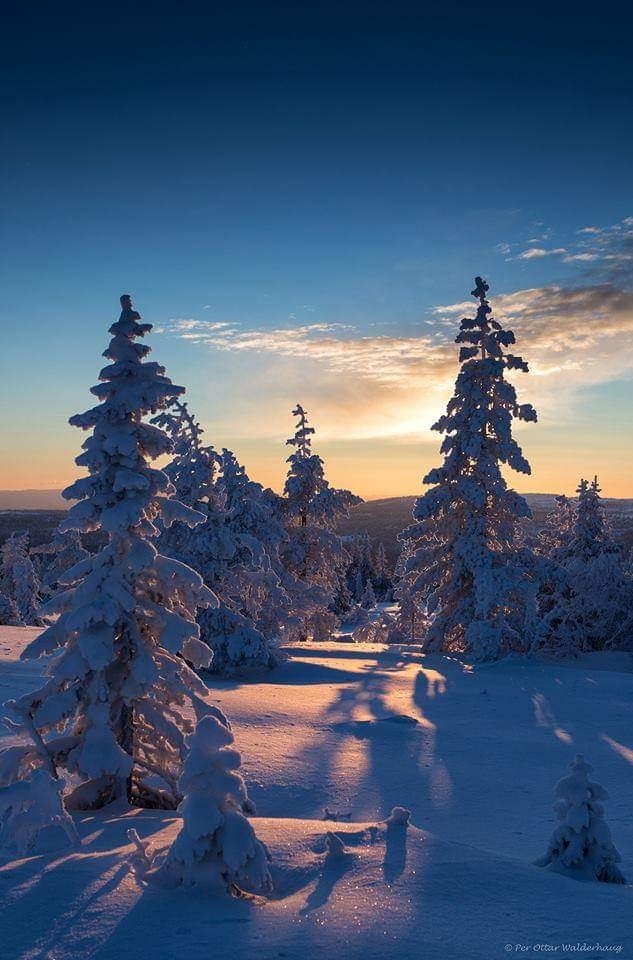 Blue winter