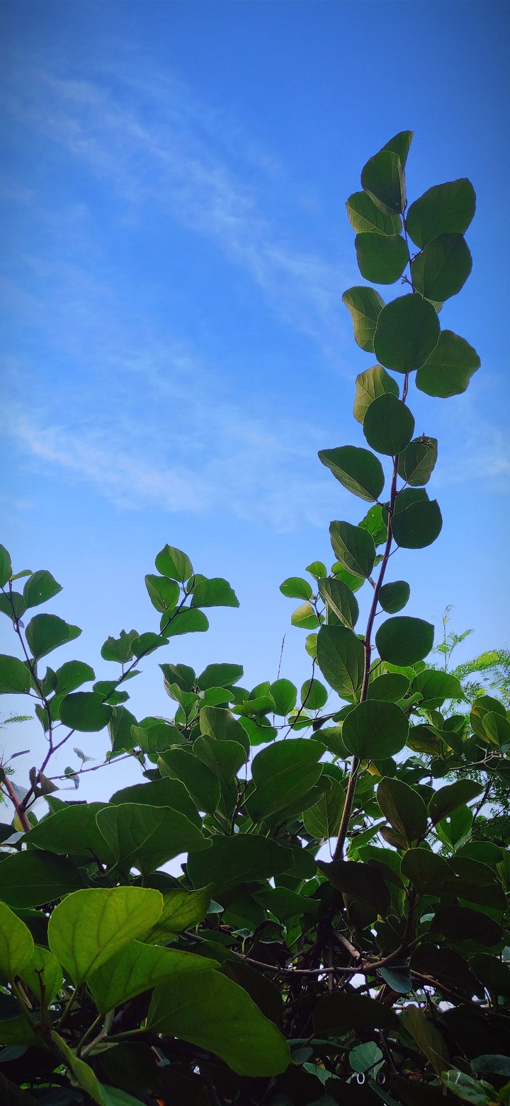 green sky