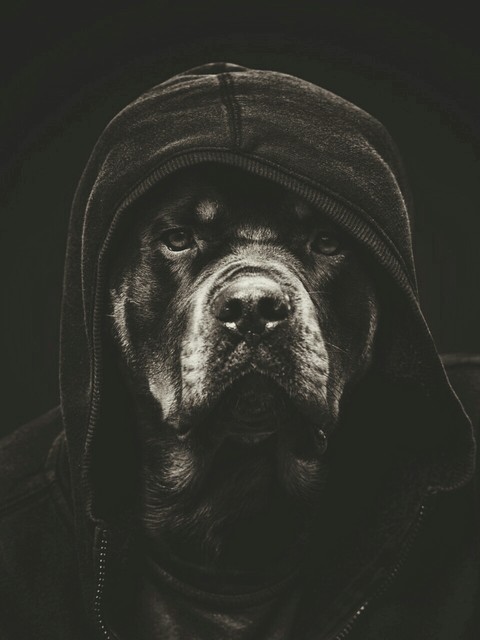 dog