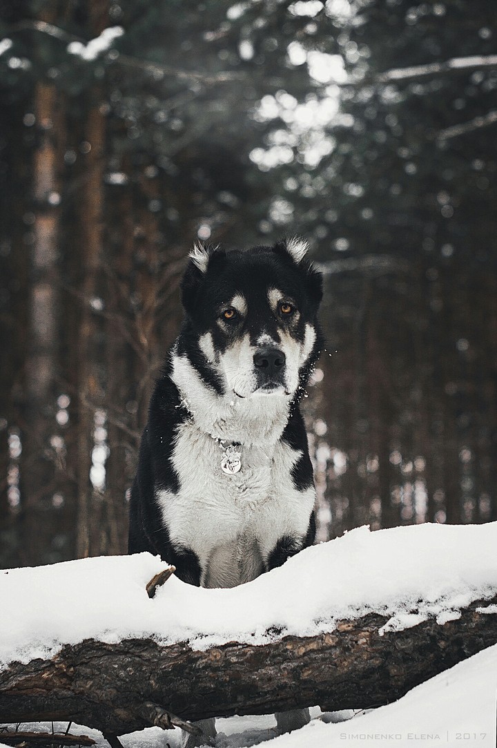 Животные. Собака