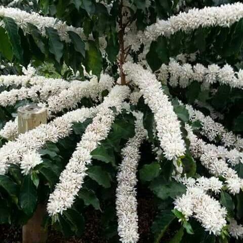 coffee flower