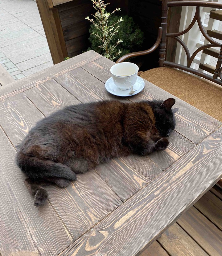 Cat