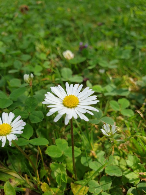 daisy